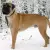 Bullmastiff