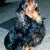 King Charles Spaniel