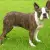 Boston Terrier