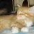 Maine Coon