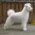 Pumi