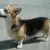 Welsh Corgi Pembroke