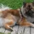 Eurasier