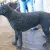 Curly Coated Retriever