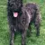 Bouvier des Ardennes