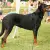 Owczarek francuski Beauceron