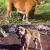 Dog z Majorki