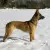 Owczarek belgijski Malinois