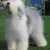 Owczarek staroangielski Bobtail