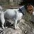Jack Russell Terrier