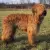Owczarek francuski Briard