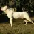 Dog argentyński