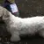 Sealyham Terrier