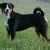 Appenzeller