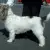 Grand Basset griffon vendeen