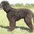 Irlandzki spaniel dowodny