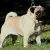 Mops